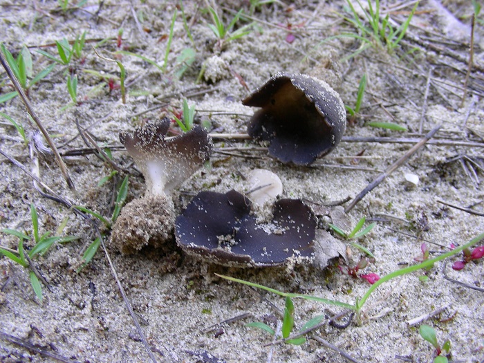 588 Febbraio vecchio ritrovamento